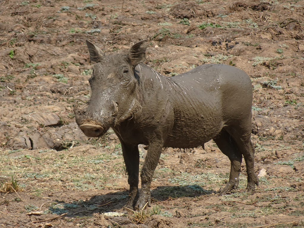 Adult warthog, glistening with wet brown mud, looking at the lens.