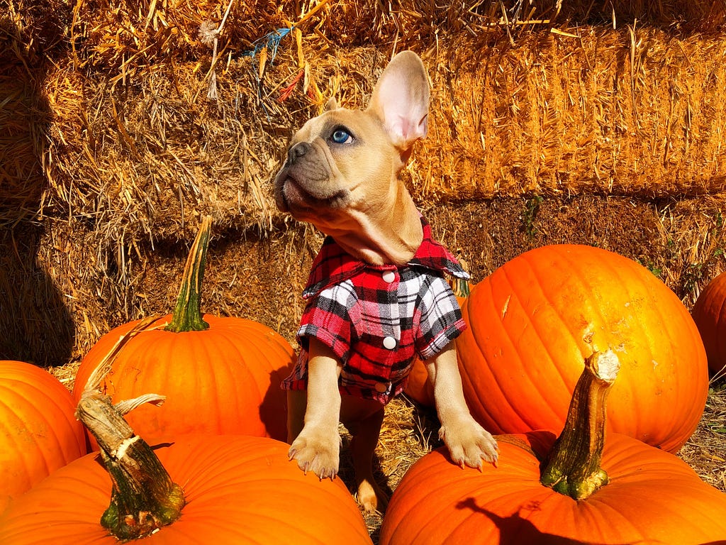 French bulldog pup standing on pumpkins on Halloween. For Dr. Croom Army Vet blog. Photo by Hollie Post on Unsplash