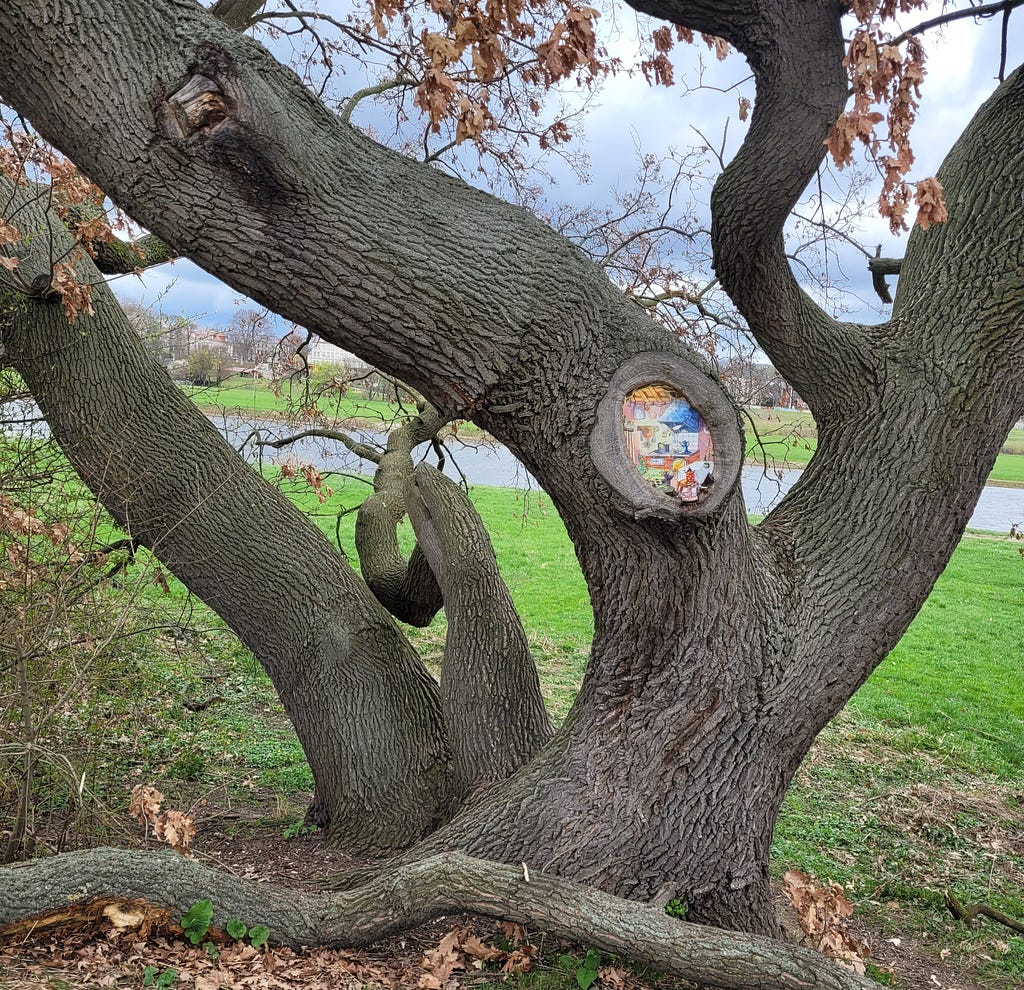 This tree has grown to be unique and stand out. Creating new ways of thinking is like the trucks of this tree, reaching out in different directions.