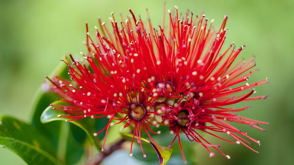 Macro shot of red ʻōhiʻa (Metrosideros polymorpha) lehua blossom.