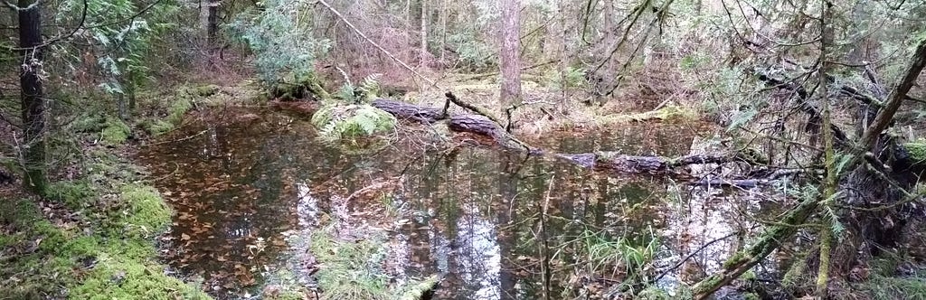 Every property can have surprises. This unexpected wetland occurred on an otherwise rocky and heavily wooded island.