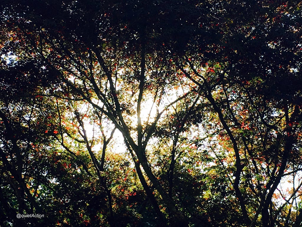 Sunlight shines through the center of intricate tree branches filled with red fall leaves.