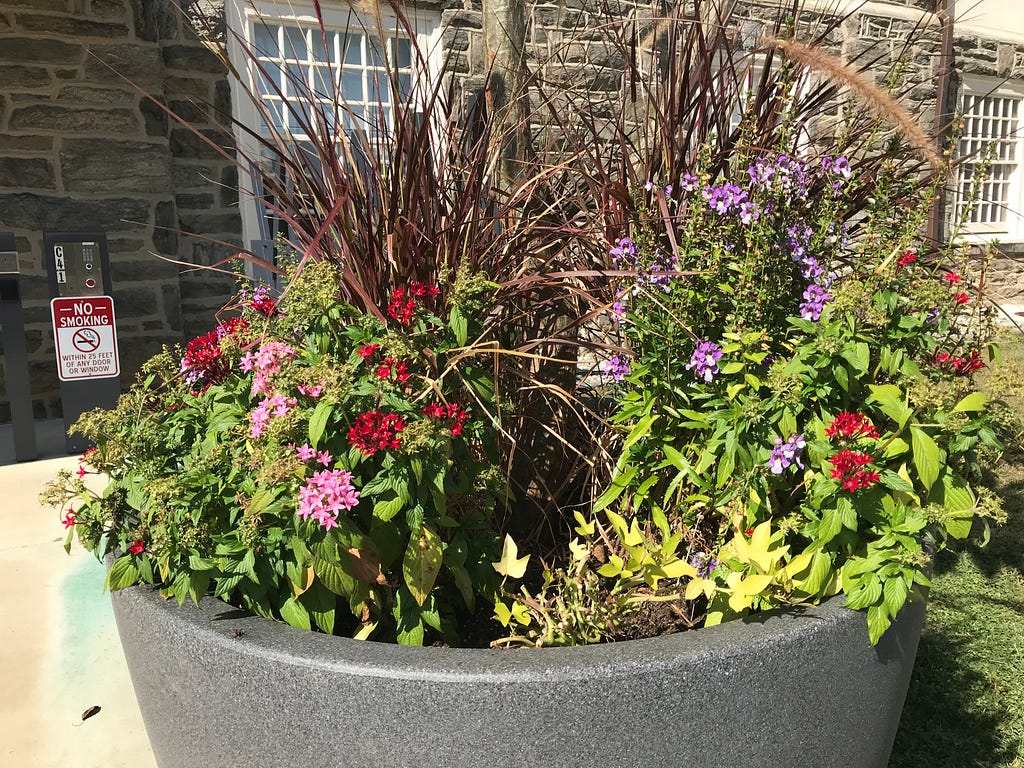 Up-close of soil-level of the planter taken on September 15th, 2019