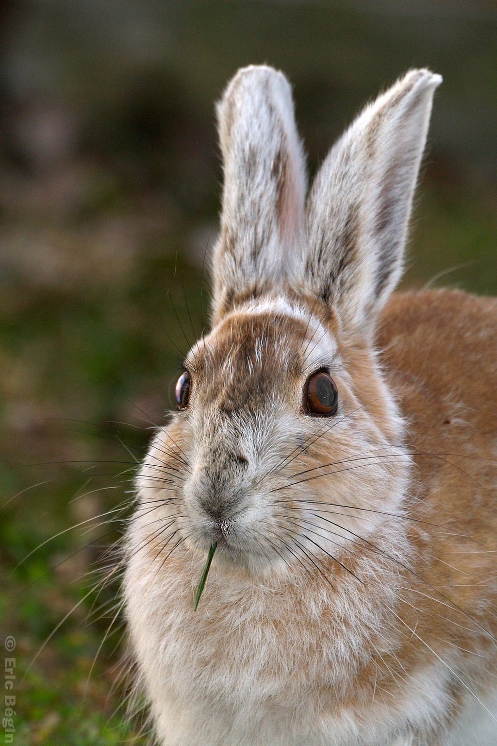 Mostly brown snowshoe hare with white fur around face and ears sits in green grass. A piece of grass hangs out of its mouth.