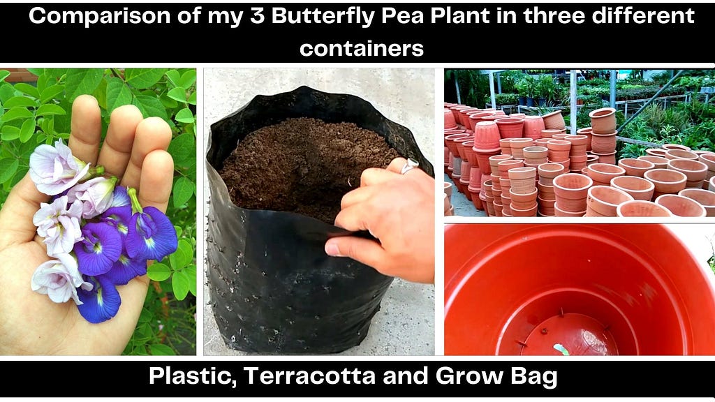 Comparison of my 3 Butterfly pea Plant in three different containers (Plastic, Terracotta and Grow Bag)