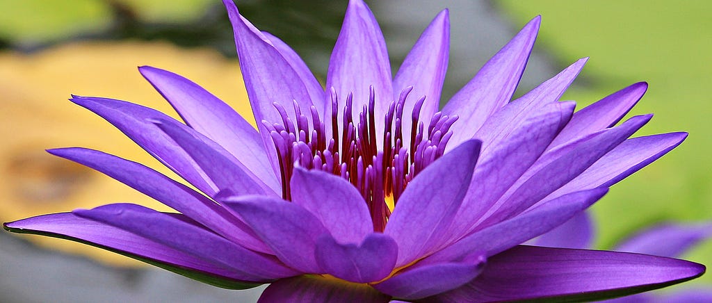 A lotus flower.