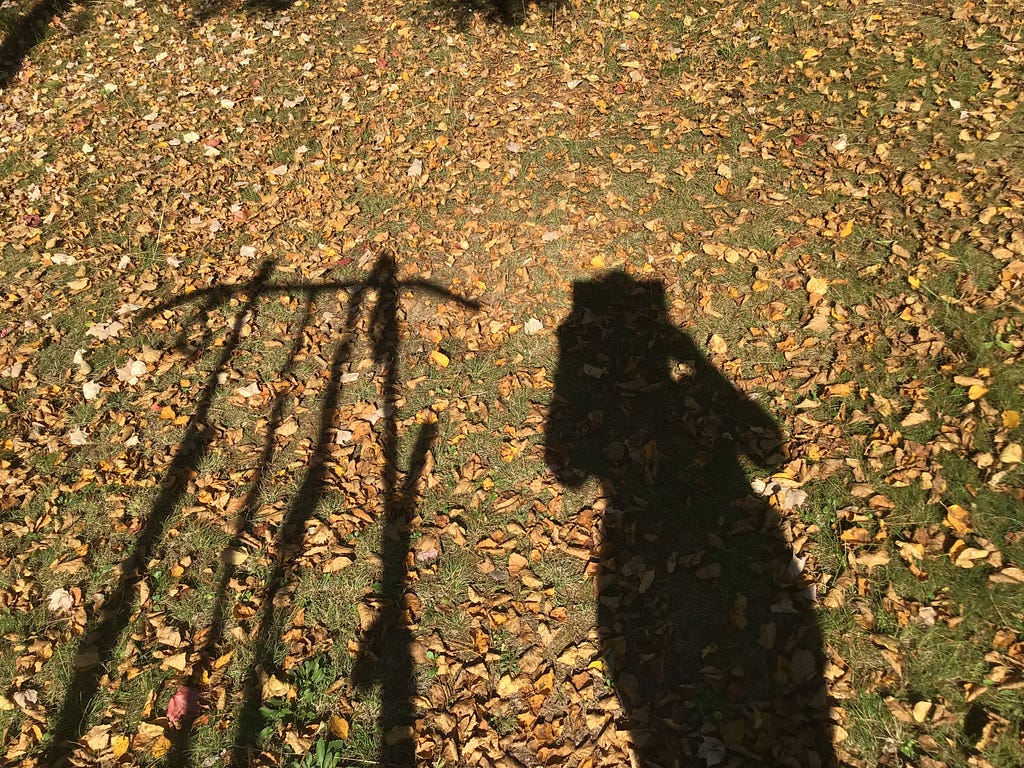 shadows in the leaves