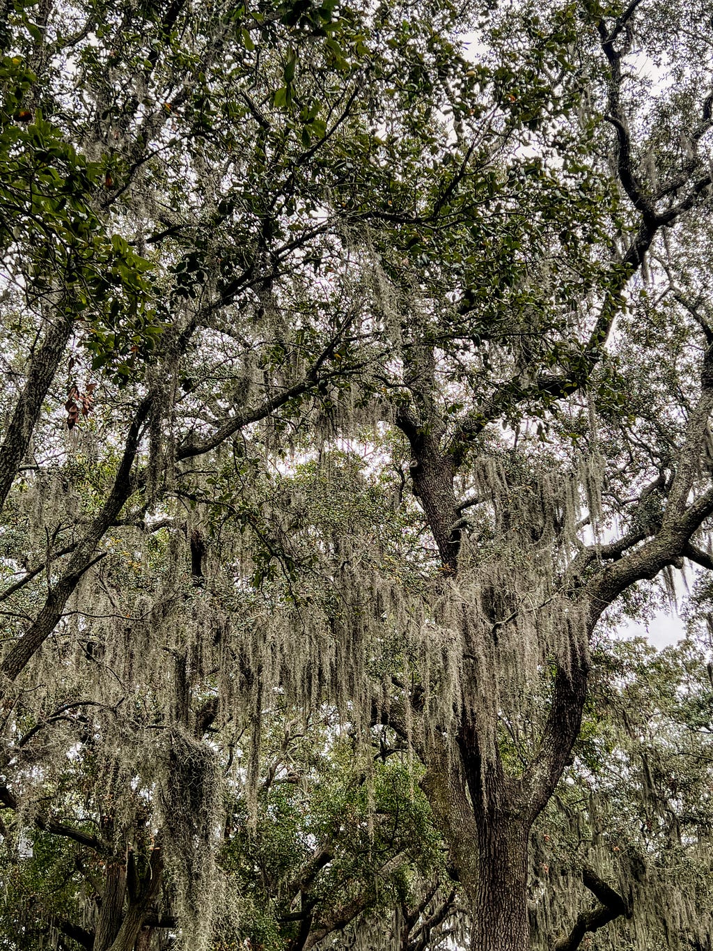Spanish moss (grayish green in color) hangs from the deep grayish oak trees in a Savannah park.