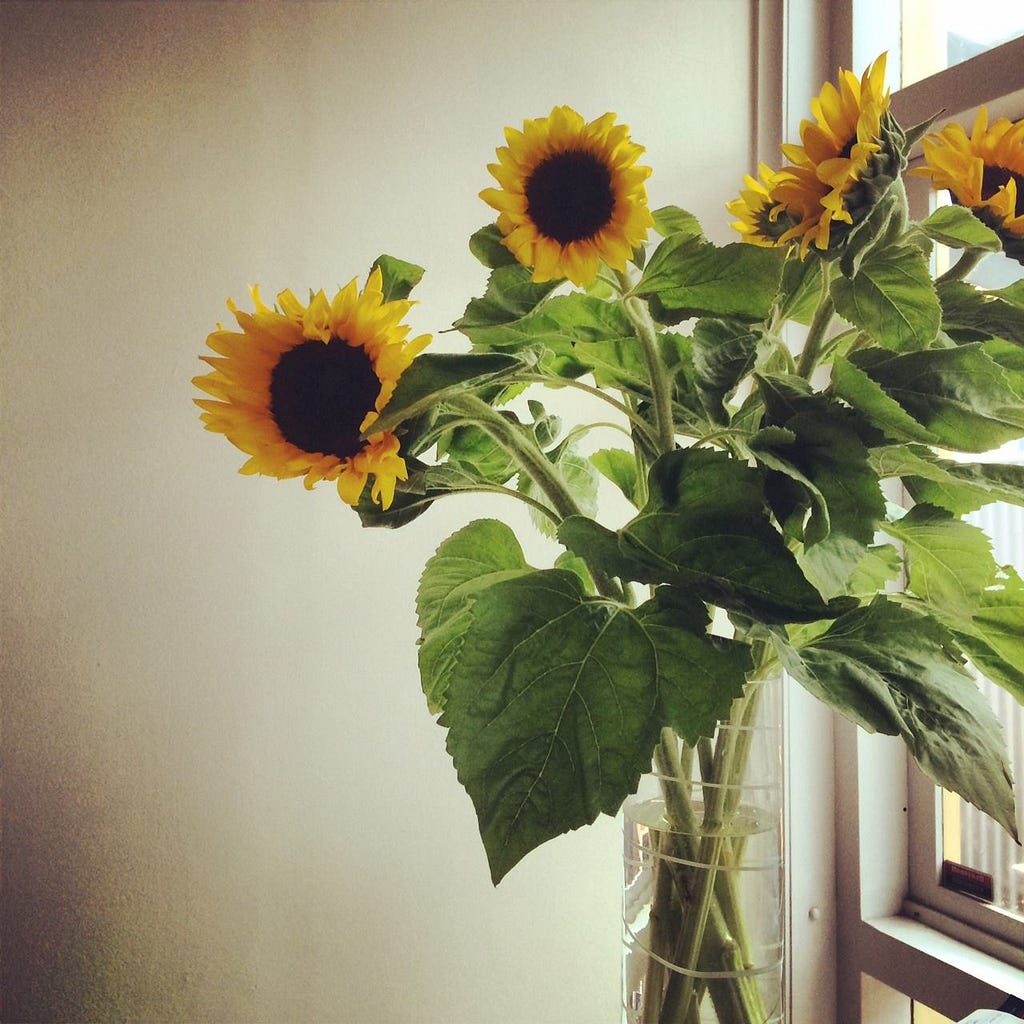 A vase of sunflowers in the afternoon light