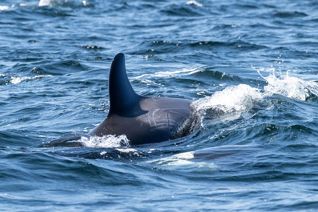 orca whale with markings on its side