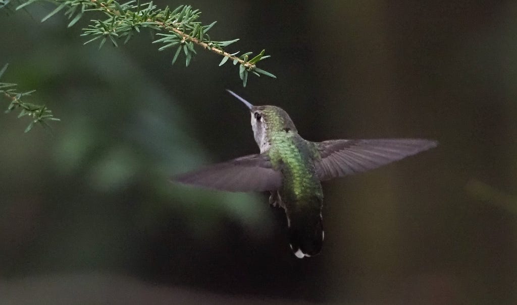 A humming bird, feeding.