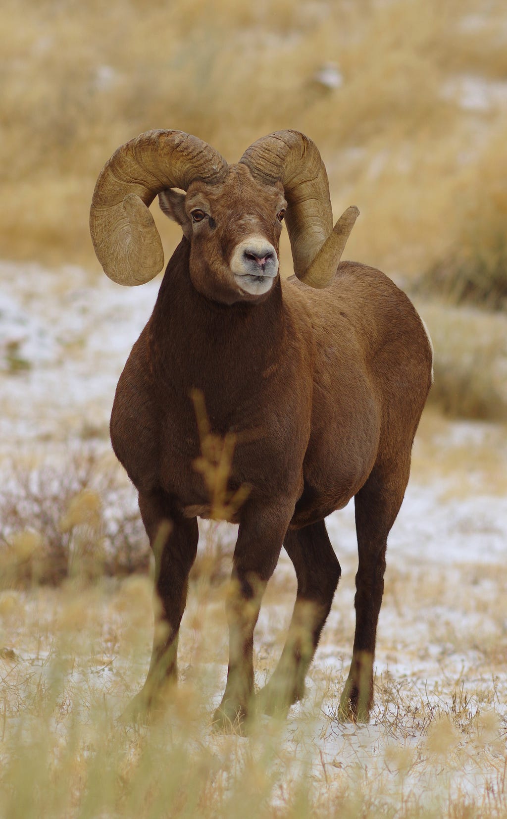 male bighorn sheep standing in grass and snow