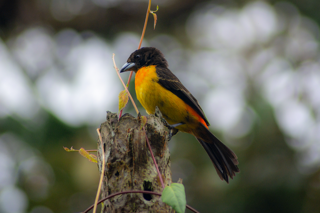 A Rhampocelus flammigerus, also know as the flame-rumped tanager, perches on the stump of a log.