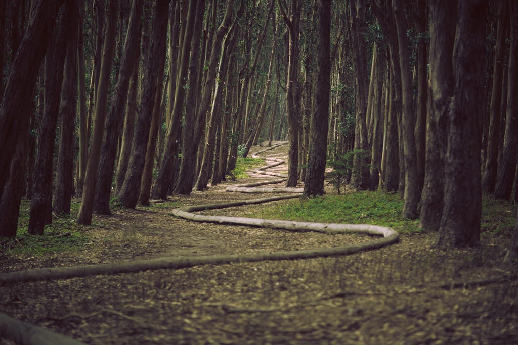 a path winds through a forest