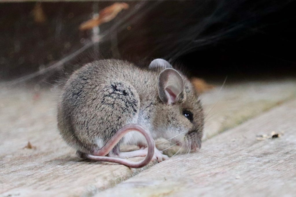 Deer mouse looking for a way inside my house