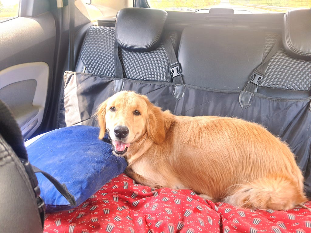I put a hammock dog seat protector, Alzu’s bed, a cushion and her bed covers in the backseat of my golden retriever’s car while travelling.