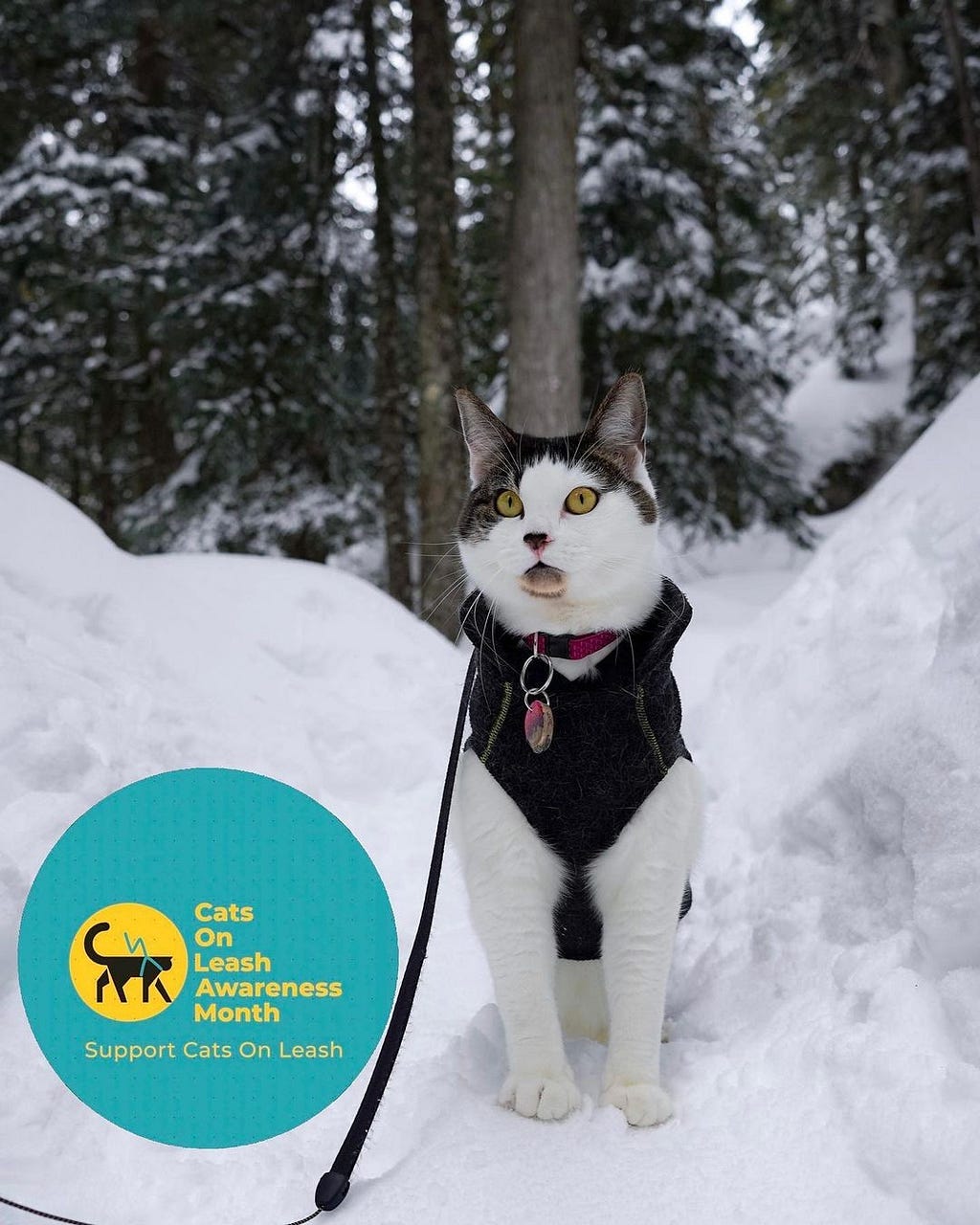 White and brown adventure cat Mac stands in the snow, her yellow eyes looking past the camera. Mac is wearing a harness, leash, and a name tag.