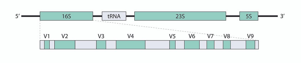 Top: geneplot of the rRNA operon, including the 16S, 23S, and 5S rRNA genes. Bottom: View of the 16S rRNA gene, with the nine hypervariable regions (V1-V9) highlighted.