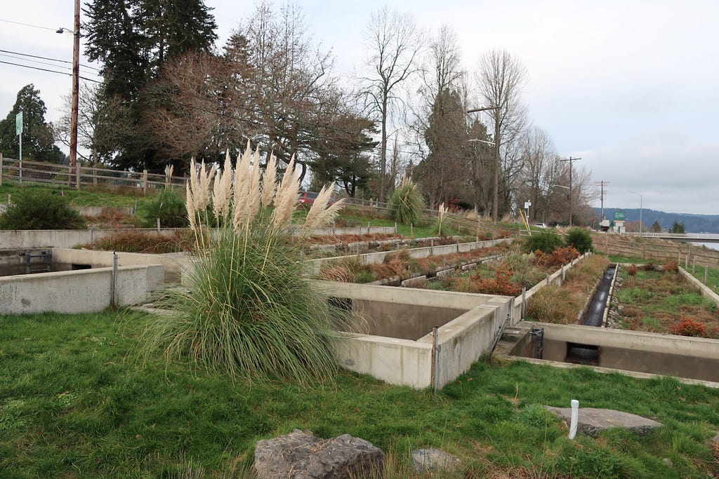Photo of Tacoma’s Point Defiance Regional Stormwater Treatment Facility, which has native plants and concrete holding areas