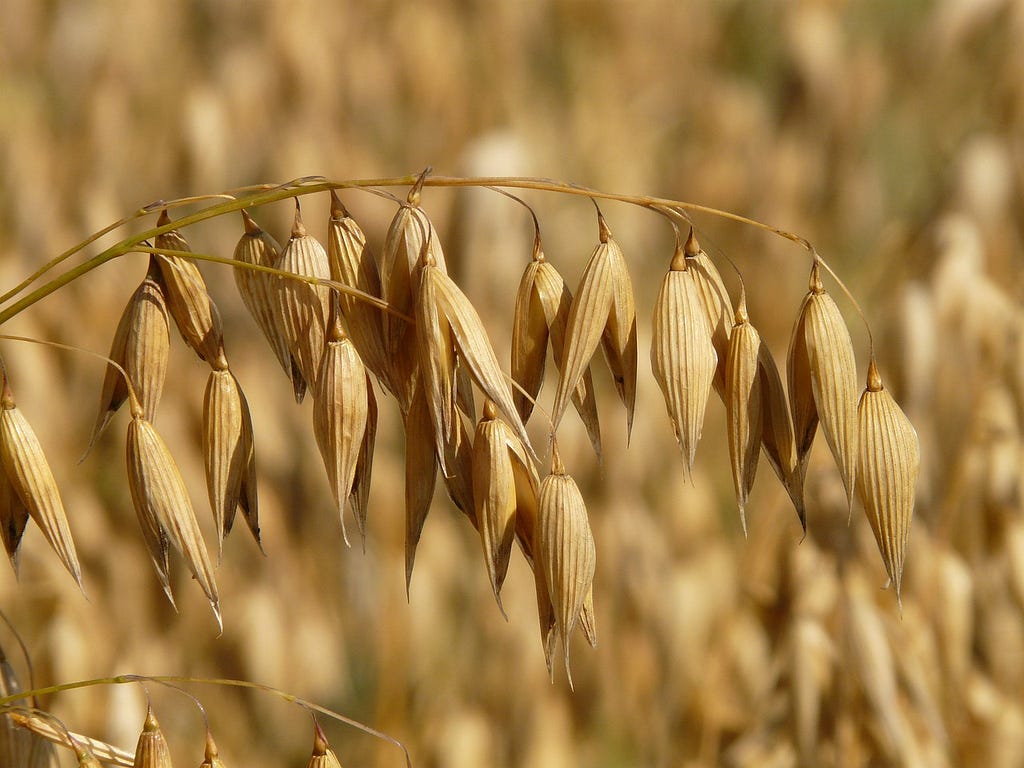 A close up of oat grain in a field. Image by Hans from Pixabay.