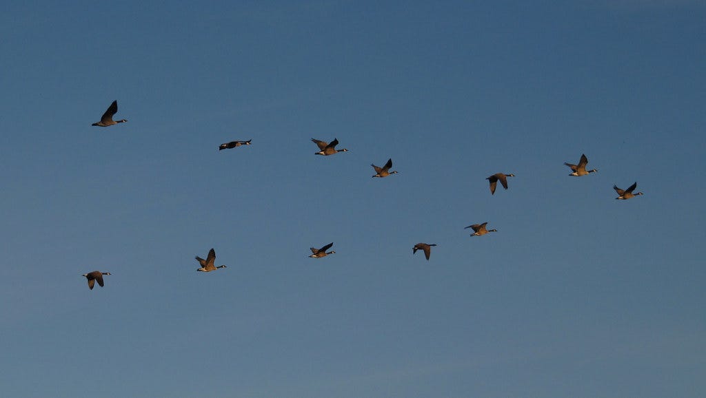 A formation of Canadian Geese flying over the evening sky.