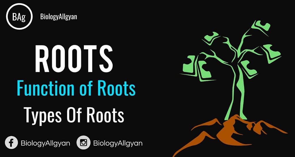 Roots and types of roots.