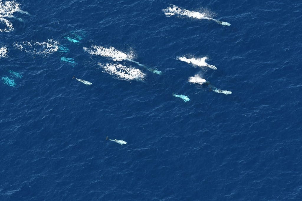 a pod of dolphins from above can be seen below and breaking the water’s surface