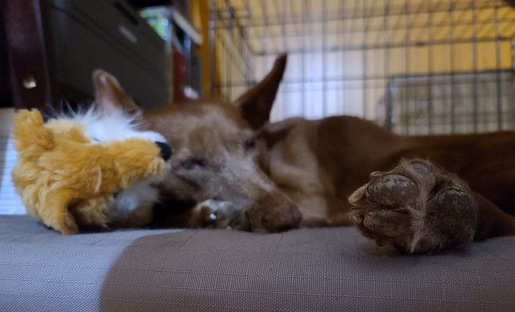 In a photo taken from floor-level perspective, a chocolate brown dog is visible in a laying down position, sleeping. In the far right bottom corner of the image, one of the dog’s hind feet appears in sharp focus, showing her slightly scuffed paw pads. In the middle to upper left-hand side of the frame, the dog’s front paw and it’s face are snuggled next to a Kong brand stuffed fox, which is light fawn in color and has a cartoonish profile.