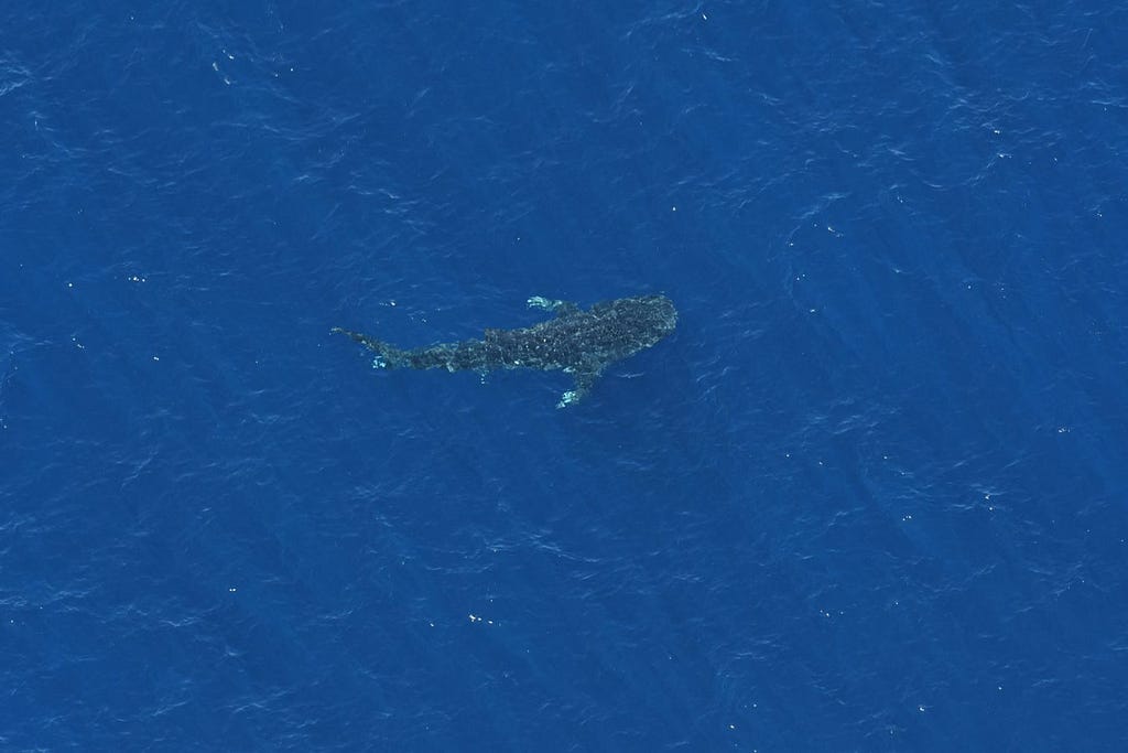 a large shark with spots seen below the surface of bright blue water