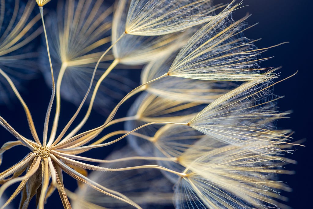 Close up of dandelion.