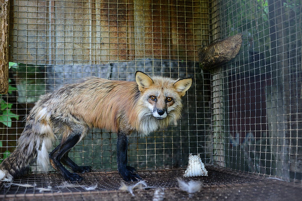 A red fox at a fur farm in Quebec, which has since been closed down. Canada, 2014. Jo-Anne McArthur / #MakeFurHistory / We Animals Media