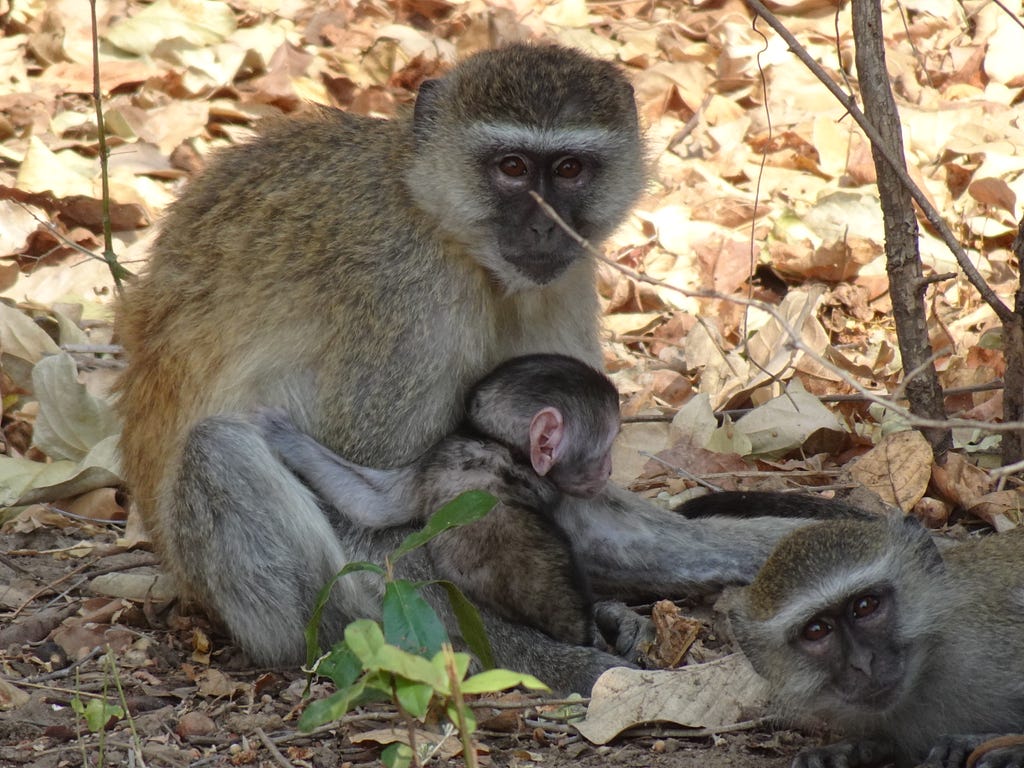 Two adult vervet monkeys and a baby, sitting on the ground.