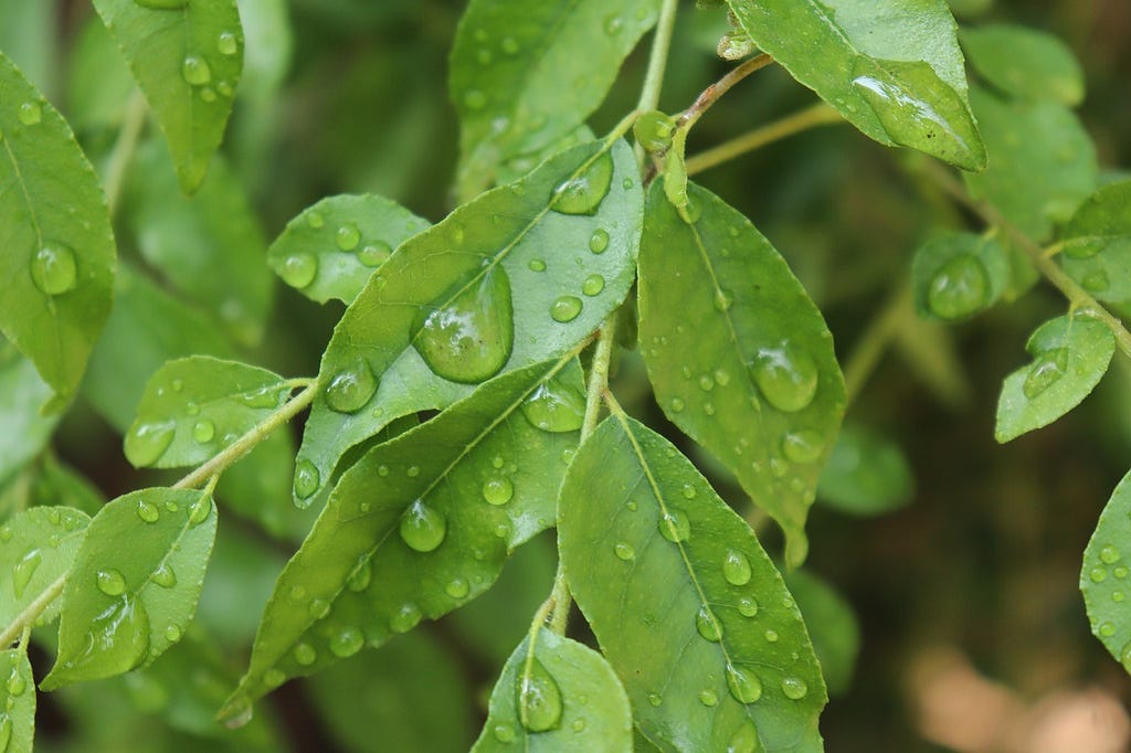 Benefits of Curry Leaves