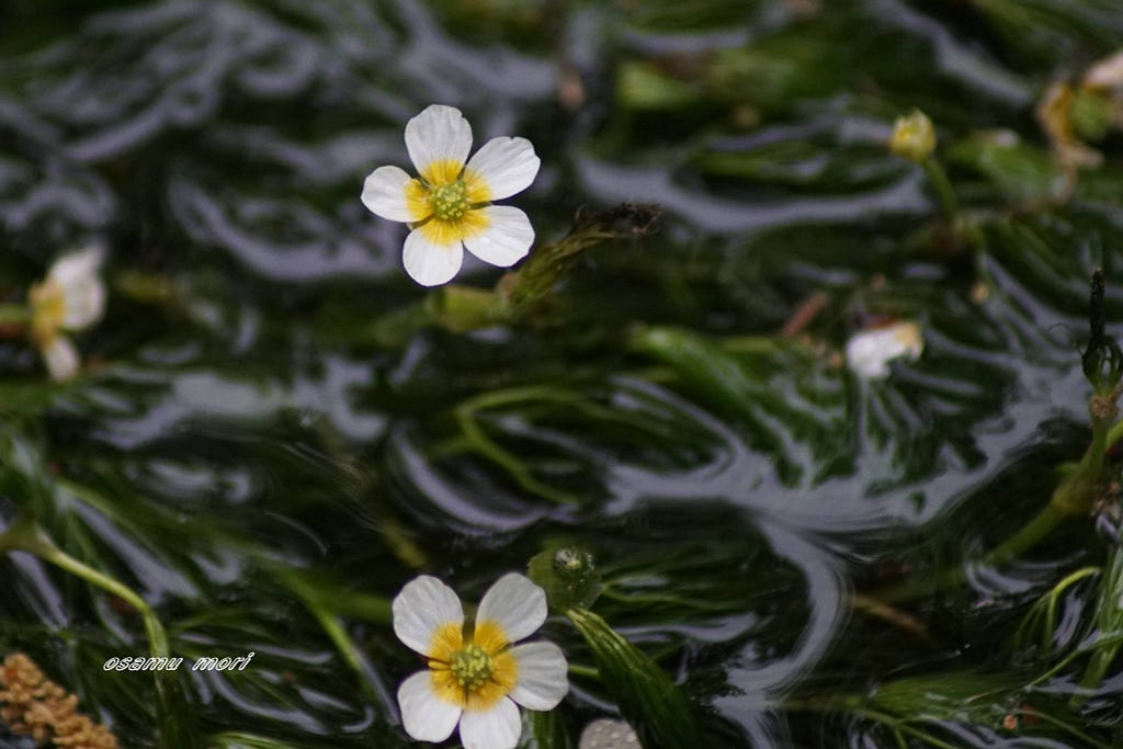 仔細一看 流水冒出小花來 夏季限定的小梅花藻 Za誌