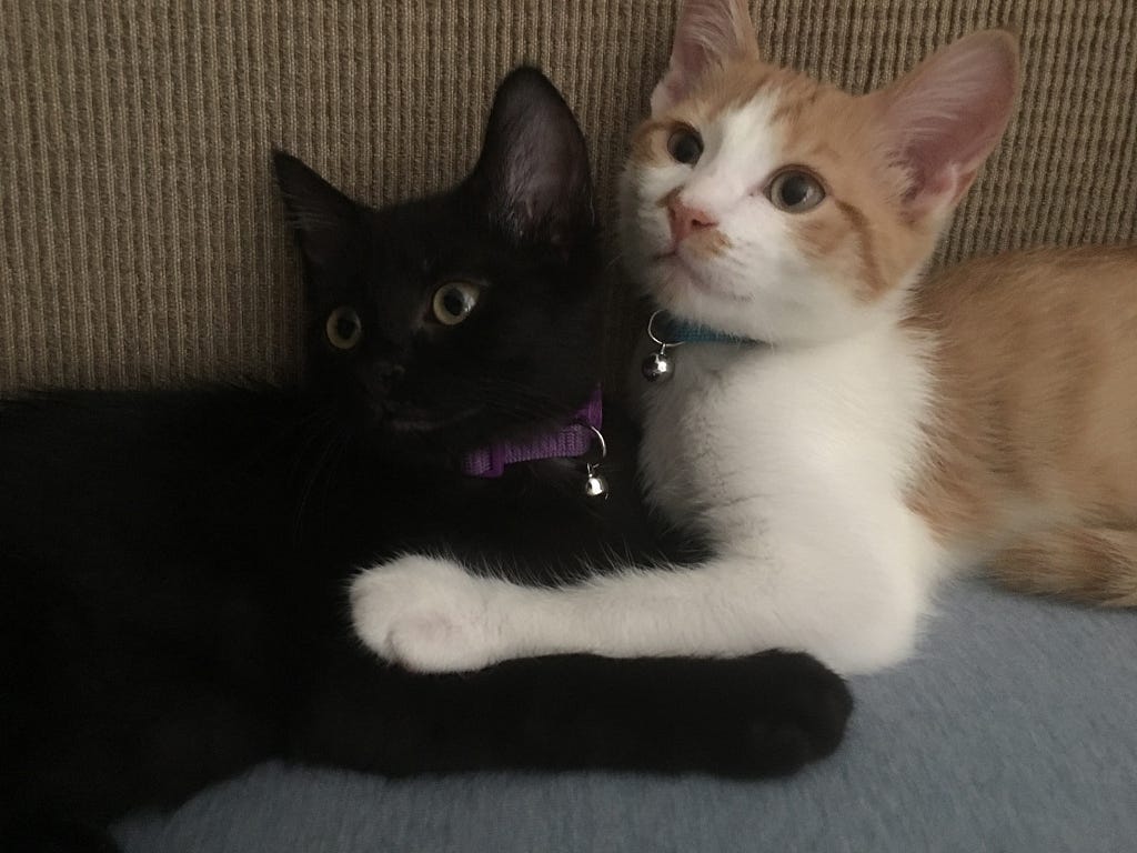 The orange and white cat as a kitten cuddling his sister who is an all black cat.