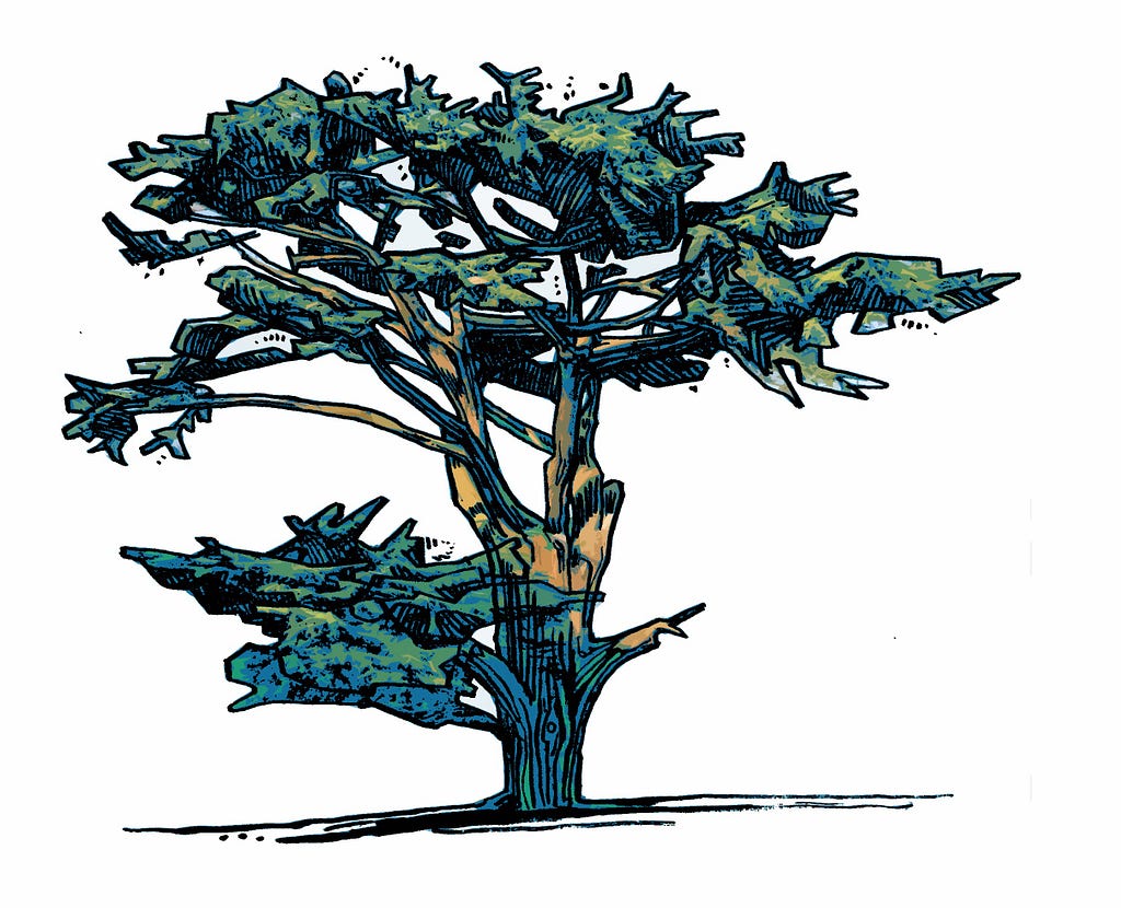 A drawing of a Cedar of Lebanon Tree with golden brown hues on the trunk and horizontal greeny blue tree branches.