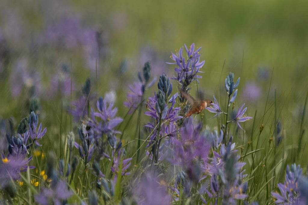 A hummingbird flutters through a field of purple flowers. It’s wings are a blur they are moving so fast.