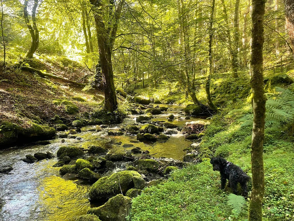 A stream running through a green, sun-dappled wood, with mossy rocks scattered across the stream. A small black hairy dog looks towards the camera on the bank of the stream.