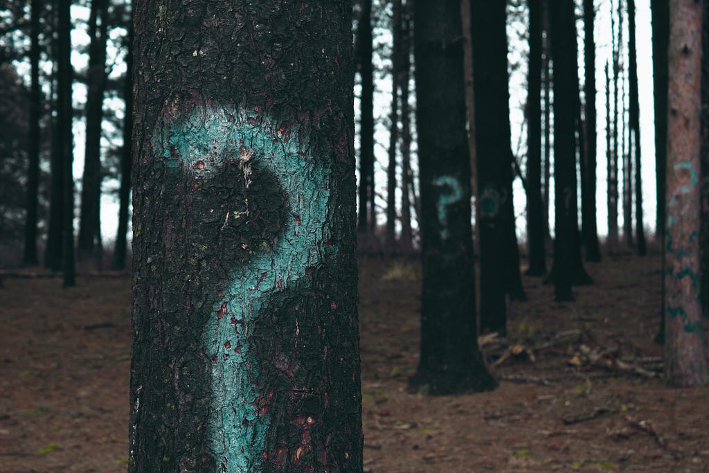 A row upon row of trees are displayed with a question mark painted upon the bark of each pine tree in the image. Only pine trees are being displayed.