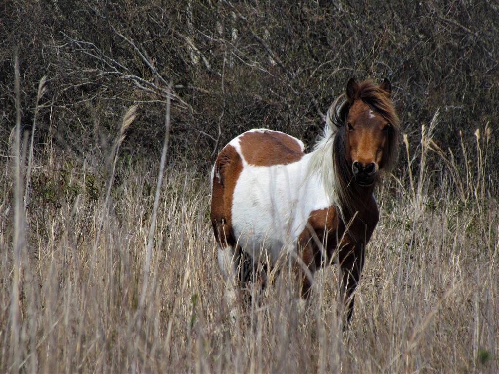 A close-up of a Chincoteague pony among the maritime forests and tall grasses at Chincoteague National Wildlife Refuge, Virginia. Photo Credit: Chelsi Burns, USFWS.