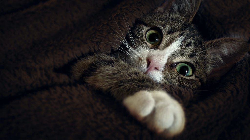 A scared kitty cat hides in a blanket