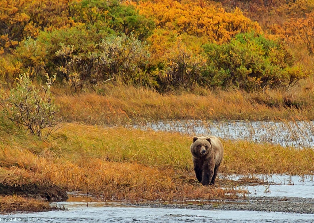 brown bear walking along an edge of a wetland