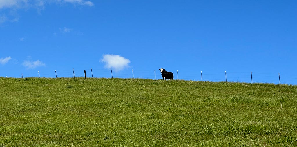 A cow on a hillside.