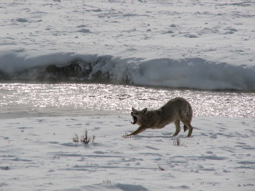 Coyote stretching in a snowy setting