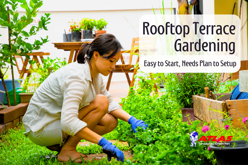 Blueprint to Build and Start Your own Rooftop Terrace Gardening