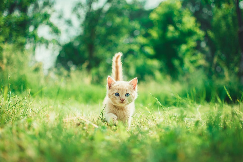 Kitten Socialization
