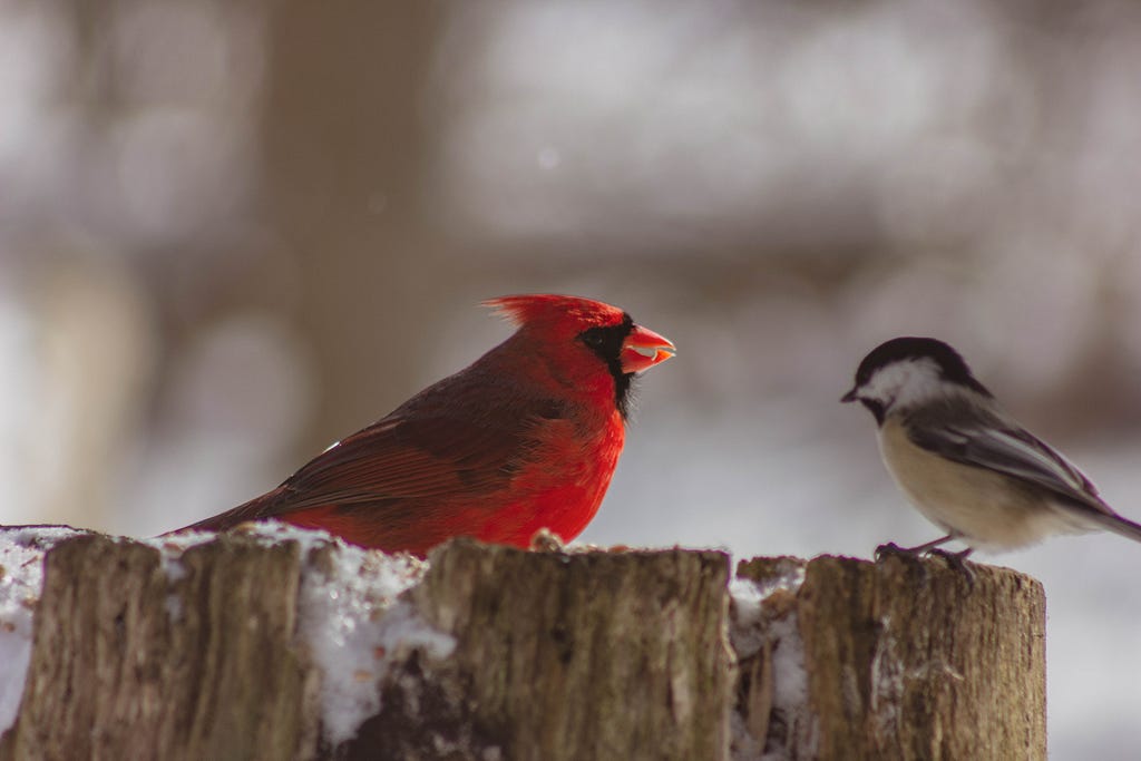 Northern Cardinal and Black-Capped Chickadee on a tree stump on a snowy day.