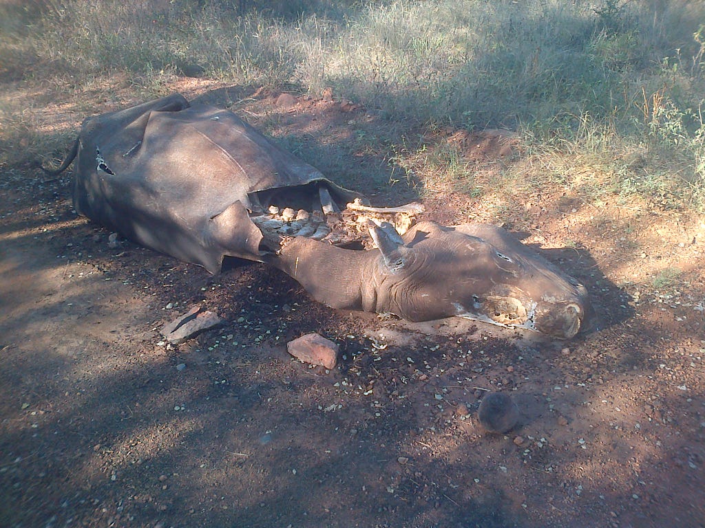 A carcass of a poached white rhino