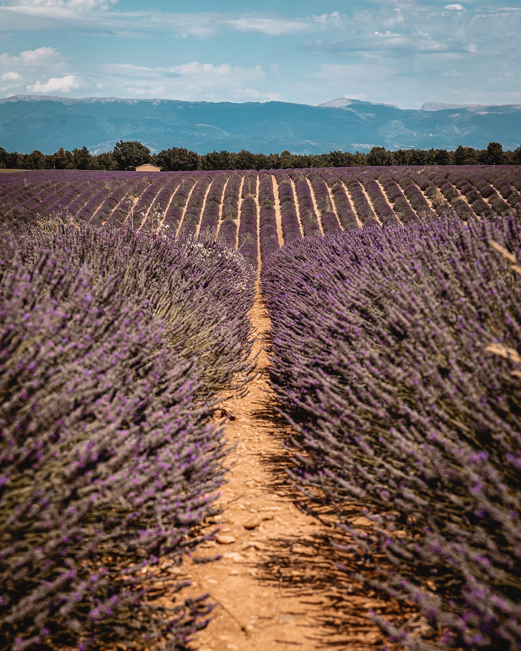 Lavender fields in the south of France at the end of lavender season
