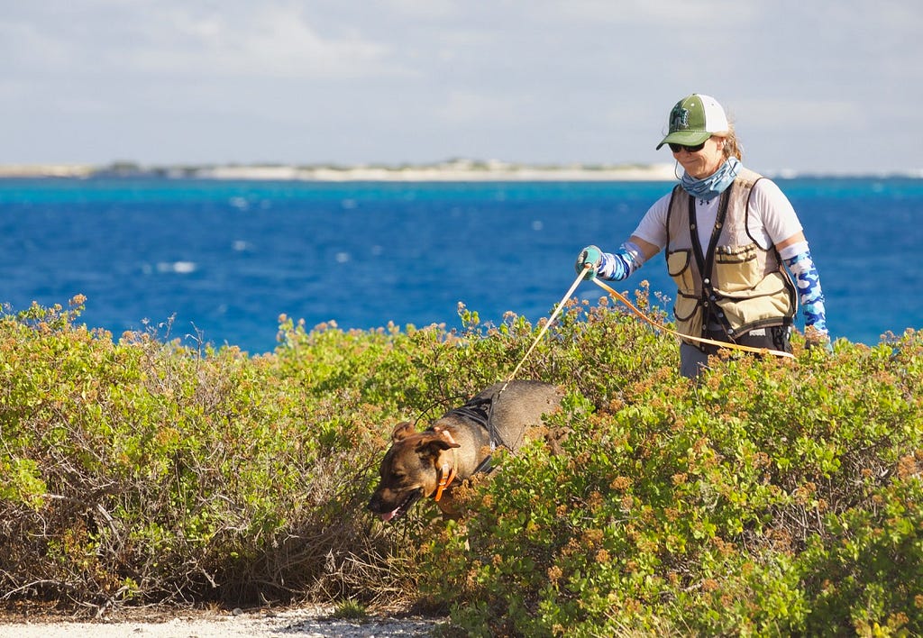 A dog handler guides a detection dog along vegetated shoreline sniffing for yellow crazy ants.